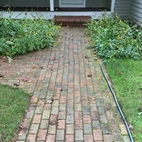 weed and mold between pavers