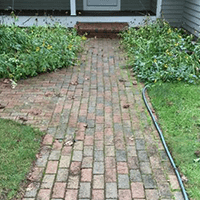 weed and mold between pavers weed and mold between pavers